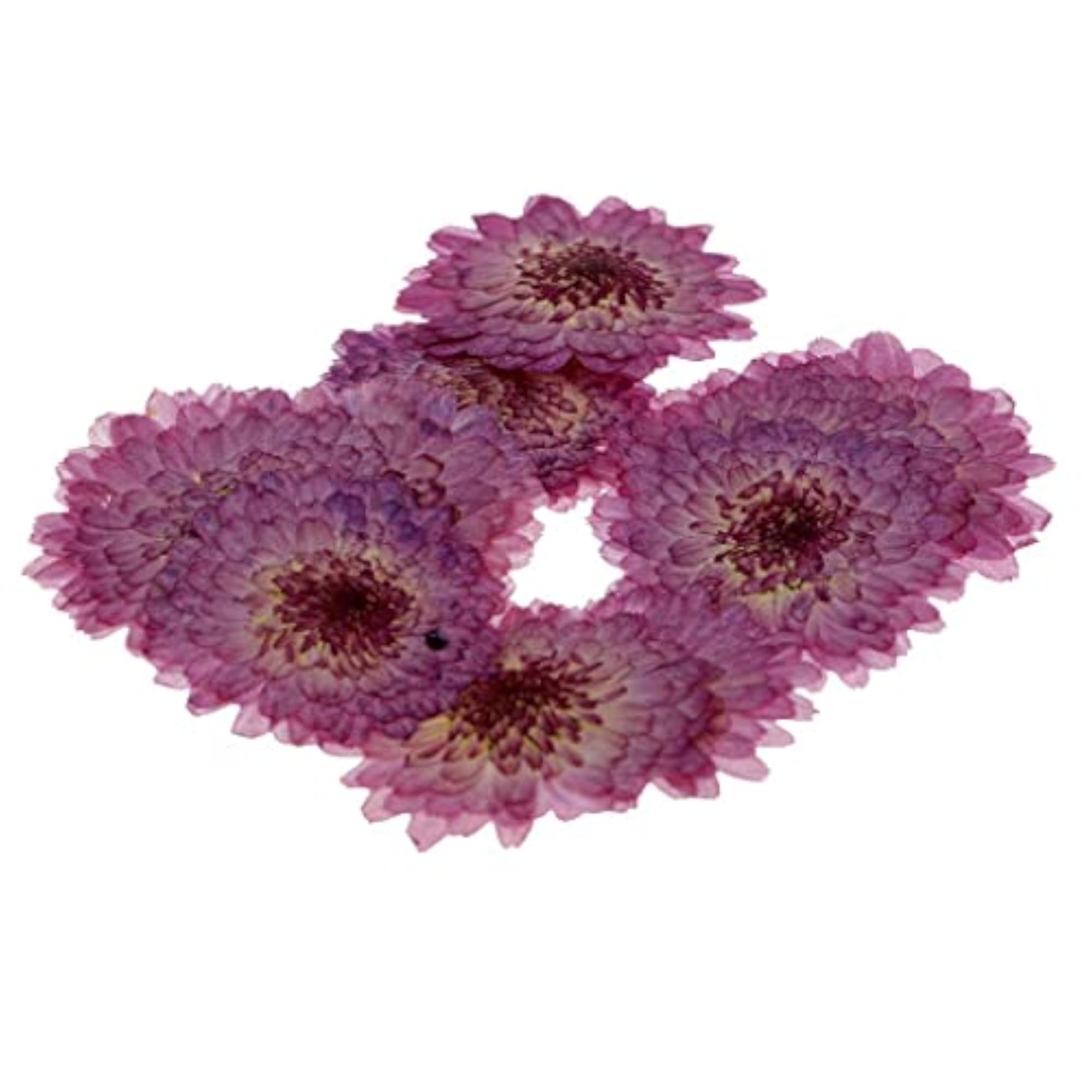 3x10 Pcs Dried Pressed Flowers for Scrapbooking